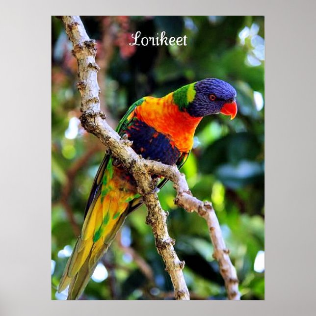 Poster Lorikeet, ave colorida (Frente)