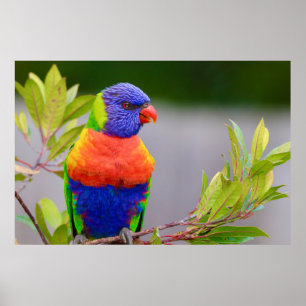 Poster Lorikeet Bird