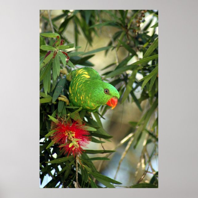 Pôster Lorikeet de ruptura escalável (Frente)