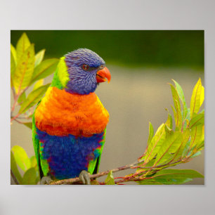 Poster Lorikeet Rainbow Parrot