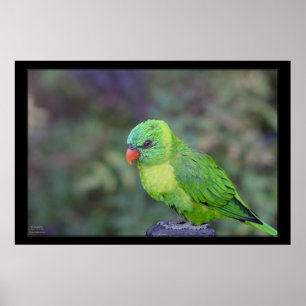Pôster Lorikeet verde