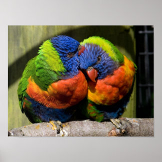 Pôster Lorikeets