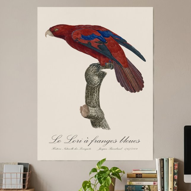 Poster Lório-de-cauda-vermelha, Trichoglossus borneus (Long-Tailed Red Lory, Trichoglossus borneus. Poster)