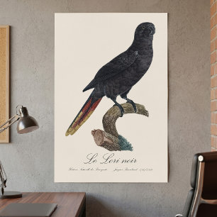 Poster Lório-preto ou Lório-atrá, Chalcopsitta atra