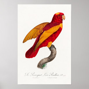 Poster Lório Vermelho e Dourado,