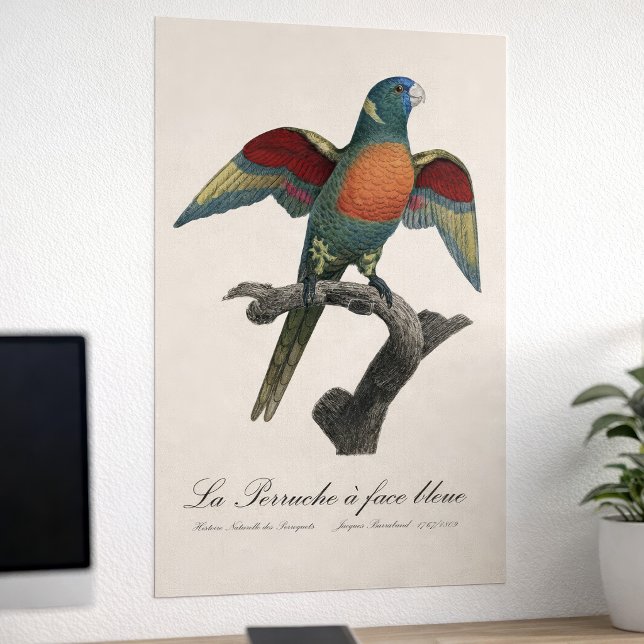 Poster Loriqueet Louro, Trichoglossus haematodus (Coconut Lorikeet, Trichoglossus haematodus. Poster)
