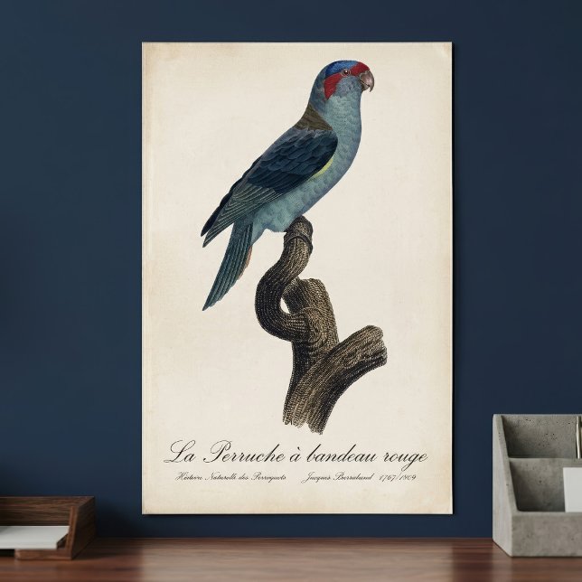 Poster Loriqueito-azul, Trichoglossus concinnus (Musk Lorikeet, Trichoglossus Concinnus. Poster)