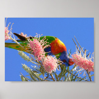 Poster Loro-Arco-Íris Colorido Comendo Néctar