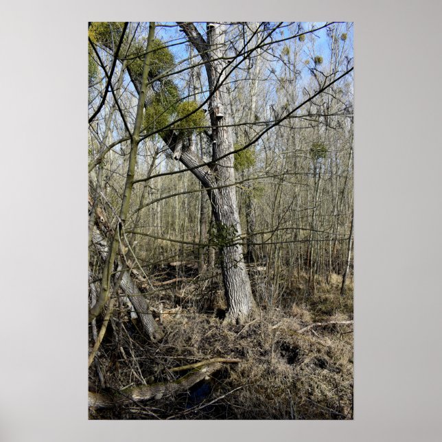 Poster Lost Places , Meadowlands nature (Frente)