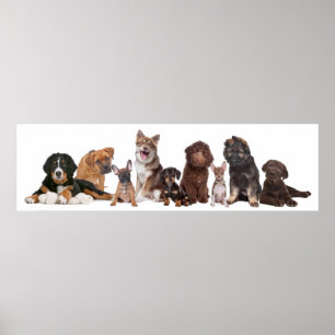 Poster Lotes dos filhotes de cachorro