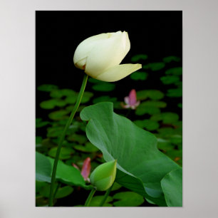 Poster Lotus