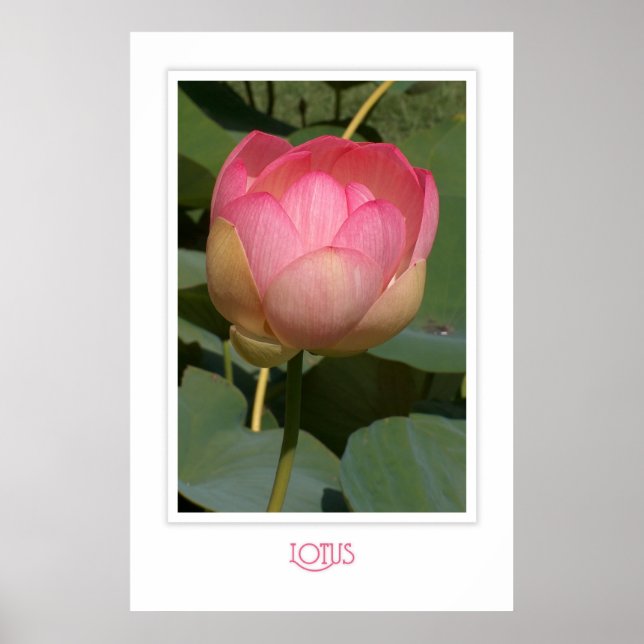 Poster Lotus (Frente)
