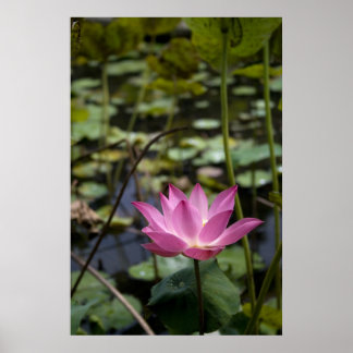Poster Lotus