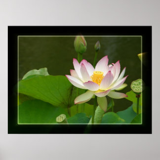 Pôster Lotus