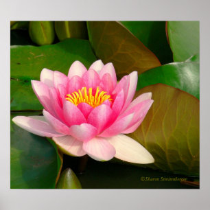 PÔSTER LOTUS BLOSSOM, PINK COM CENTRO DOURADO EM LILY PAD