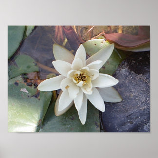 POSTER LOTUS BRANCO