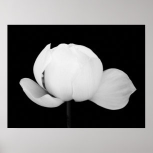 Poster Lotus Bud