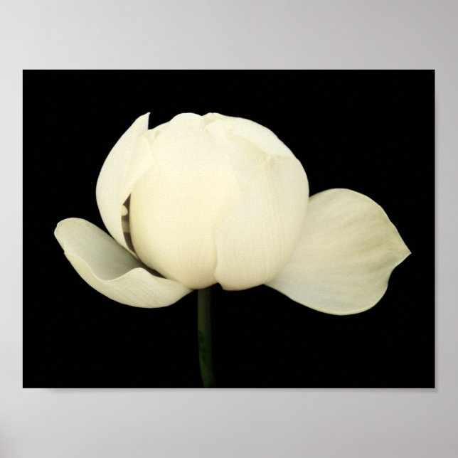 Poster Lotus Bud (Frente)