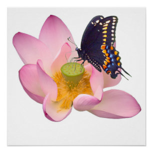 Pôster Lotus e borboletas