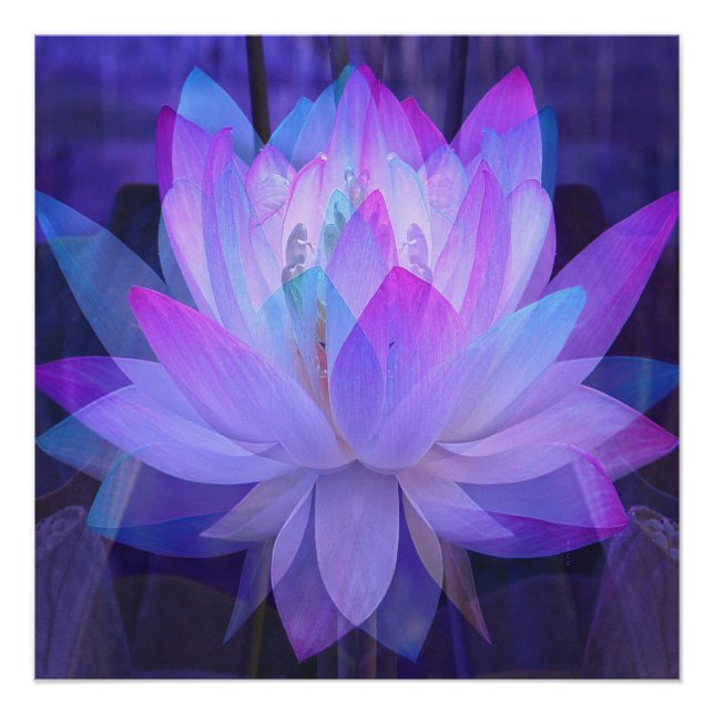 Pôster Lotus em azul... (Frente)