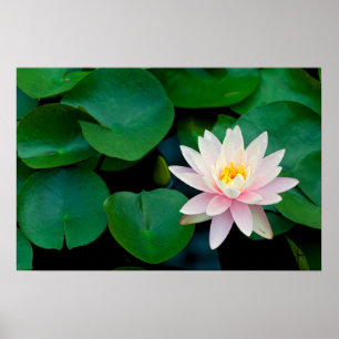 Poster Lotus Flower and Lily Pads