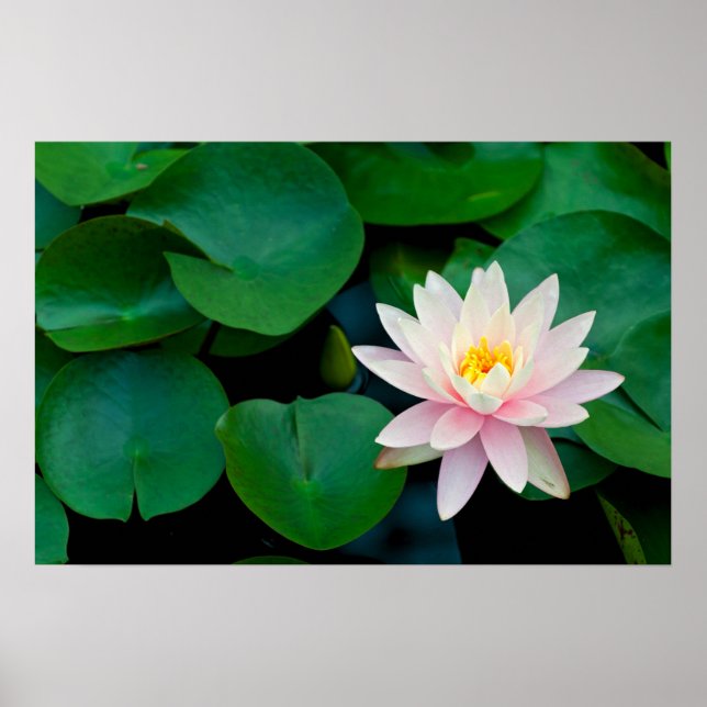 Poster Lotus Flower e Lily Pads (Frente)