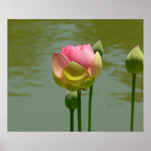 Pôster Lotus na flor