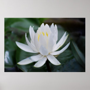 Poster Lotus ou waterlily e significado