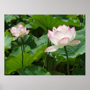 Poster Lotuses