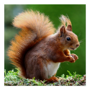 Pôster "Loucos Sobre A Natureza: Whimsical Squirrel Poste