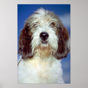 Pôster Louis, """" pequeno Basset Griffon de Vendeen
