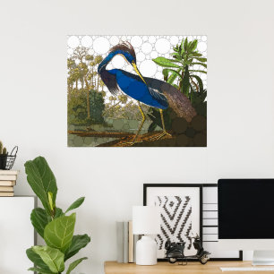Poster Louisiana Blue Heron por causa de John James Audub