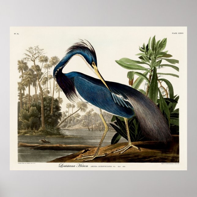 Poster Louisiana Heron, 1834, das Birds of America (Frente)