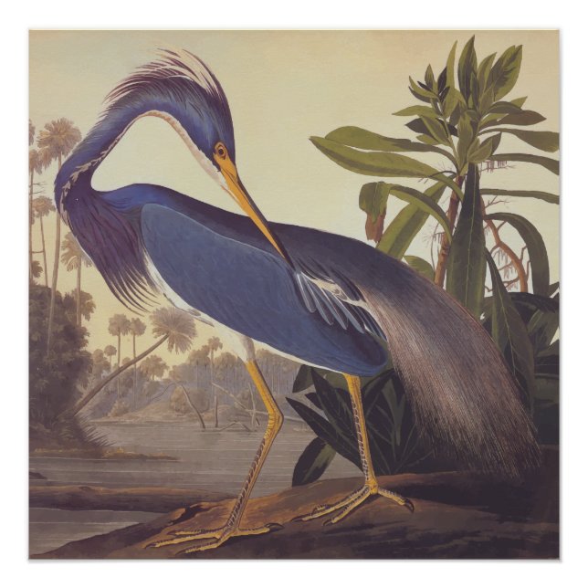 Pôster Louisiana Heron Audubon Vintage Art Bookplate (Frente)