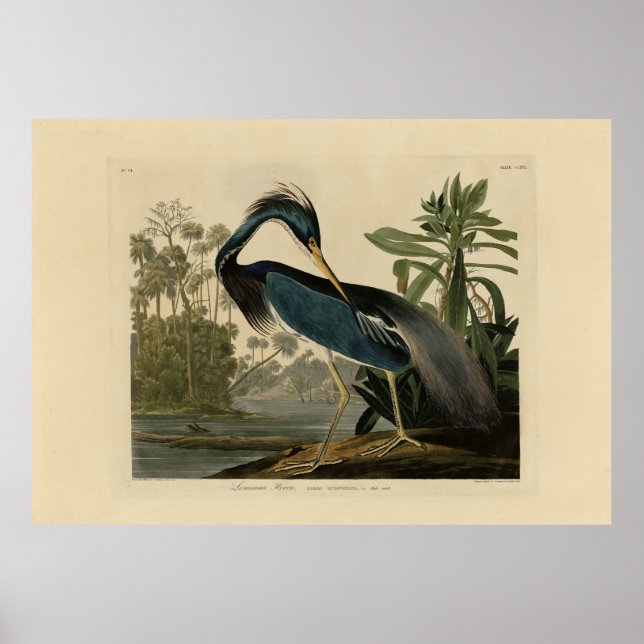 Poster Louisiana Heron - das Aves da América de Audubon (Frente)