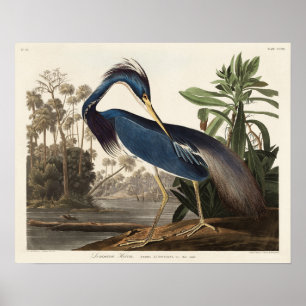 Poster Louisiana Heron de Birds America