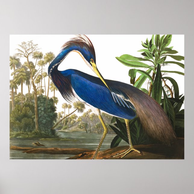 Poster Louisiana Heron por John James Audubon (Frente)