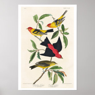 Poster Louisiana Tanager e Scarlet Tanager por Audubon