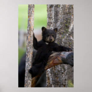Pôster Lounging de Cub de ursos pretos