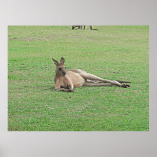 Poster Lounging Kangaroo
