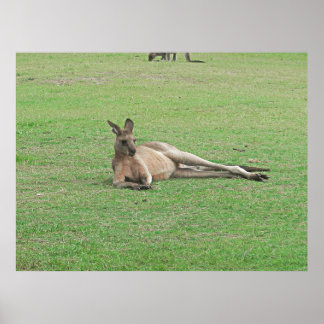 Poster Lounging Kangaroo