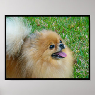 Pôster Loura-branca