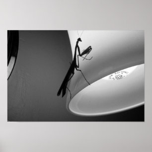 Poster Louva-a-deus