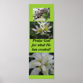 Pôster Louvado Deus pelo que ele criou!