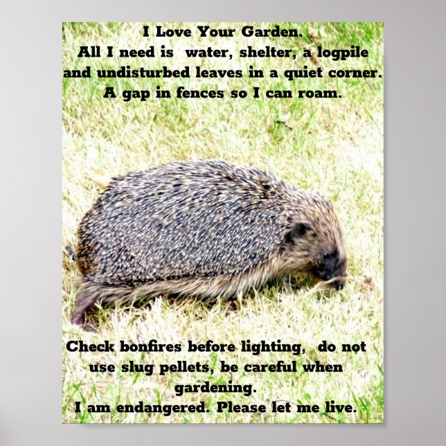 Poster Love Hedgehogs (Frente)