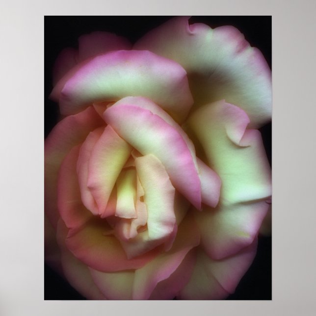 Poster <Love is a Rose>por Nathan Griffith (Frente)