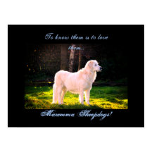 Love Maremma sheepdog II