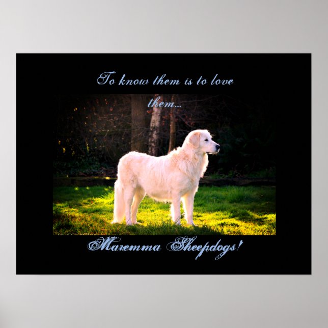 Poster Love Maremma sheepdog II (Frente)