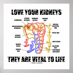 Pôster Love Your Kidneys They Are Vital To Life (Nephron)