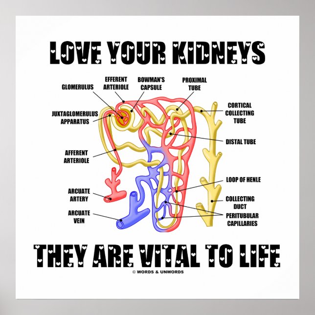 Pôster Love Your Kidneys They Are Vital To Life (Nephron) (Frente)